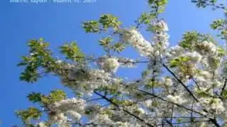 Beck - Cherry Blossom Song
