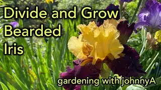 How To Divide and Plant Bearded Iris. Demonstration When and Why.
