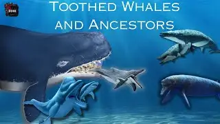 Toothed Whales and Ancestors