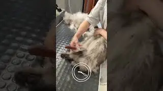Кошка Муся