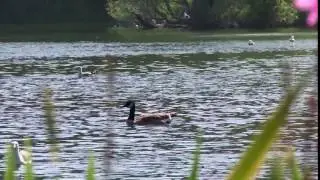 Random Video