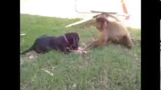 Monkey, dog and candy