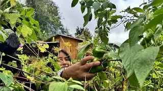 Cosechando los primeros chiles Canarios; así es como las conservo para acompañar mis comidas