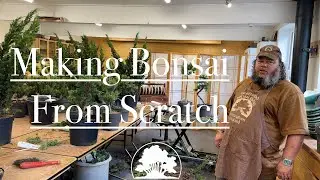 Creating Bonsai From Nursery Stock - Greenwood Bonsai Studio