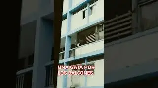 #UNA_GATA_POR_LOS_BALCONES#MY_Vecinita?20SEPT2023