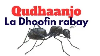 5 Kun oo Qudhaanjo ayay Urursadeen si ay u Dhoofiyaan 🐜