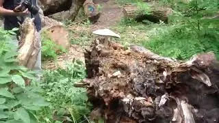 ЭТО ЖЕ МОЙ ГРИБ МЕМ
