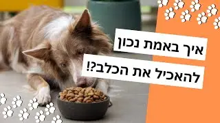 איך להאכיל את הכלב כל מה שצריך לדעת!?  | המדריך המלא