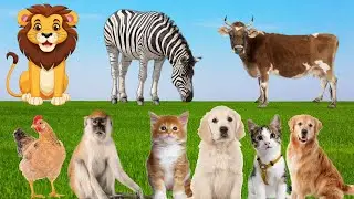 Cute little animals: cat, dog, chicken, horse, duck, monkey, cow - animal sounds