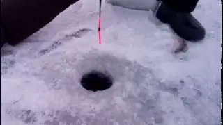 Ловля Окуня на Балду.