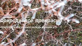 Мои растишки/ Природное явление/ Утренний "Хрусталь"