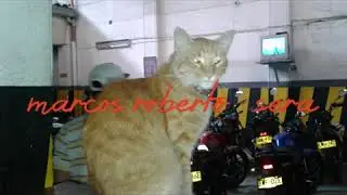 Marcos roberto    sera