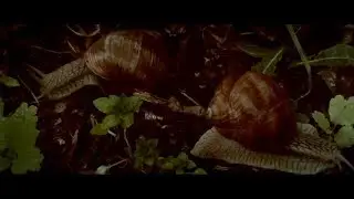 win or die (2016)