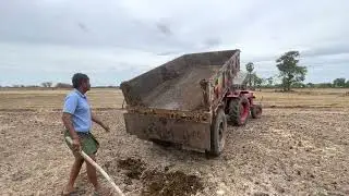 Paddy Fields Fillig with Buffalo Dung