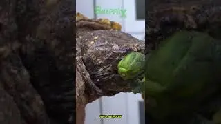 How to Survive a Snapping Turtle Bite!