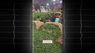 How To Export Green Chilli From India || Start Export Business from India – Step by Step
