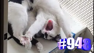 Минутка позитива с котами ✨💖😹🐾