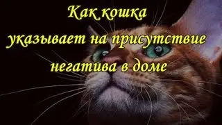 КАК КОШКА УКАЗЫВАЕТ НА ПРИСУТСТВИЕ НЕГАТИВА В ДОМЕ   The cat and the evil spirit