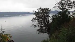 Native Pacific Yew Trees on Salt Spring Island