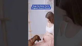 Dogs can sense you’re pregnant - New Study Says 🤯🐶 