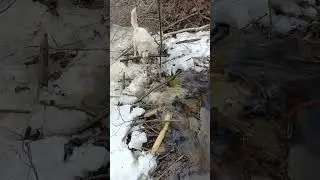бобринаяплотина#шум#лайка#охота на бобра#активно#разбираетплотину#