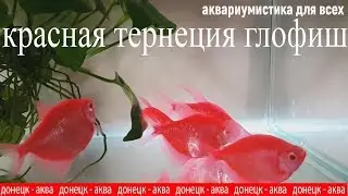 красная тернеция глофиш