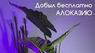 Алоказия в живой среде