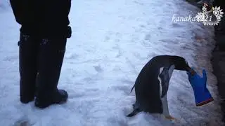旭山動物園 今シーズン最後の仔ペンギン達のお散歩