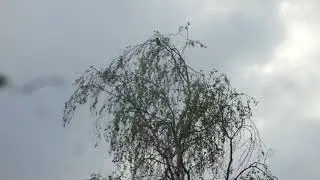 Чечевица обыкновенная.