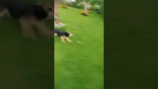 собака дурачится