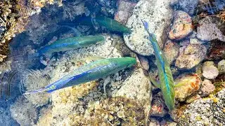 Papio Action on Live Oama!  | Hawaii Fishing