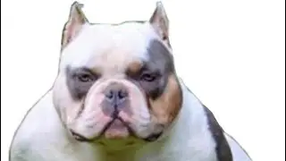 Tri color bullies