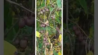 Актинидия Загадкова