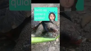 SERÁ QUE TOCÃO VAI GOSTAR DE COMER QUIABO?🤔🐢 #animais #jabuti #pets
