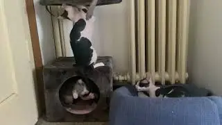 Котята донских сфинксов