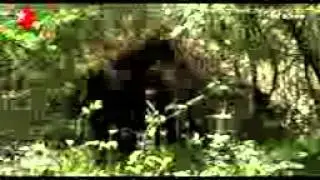 lugina e ujqerve kurthi ne serite e ardhshme ne vizion +