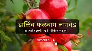 डाळिंब फळबागाची लागवड कशी करावी