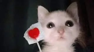 Смешные картинки с котиками и не только. Озвучка мем. Мотиватор
