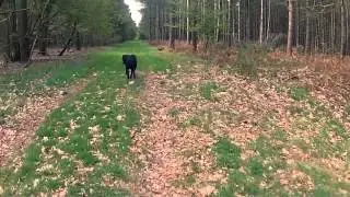 Forest ride