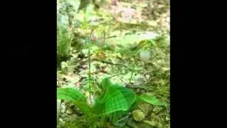 Porters Trail 4-24-2011