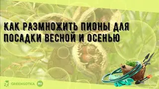 Как размножить пионы для посадки весной и осенью
