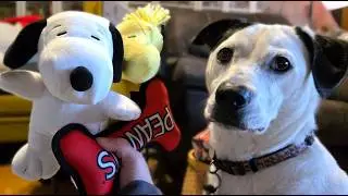 Happiness is a new toy! Snoopy Dog Toy Review by Molly | CollectPeanuts.com