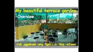 My beautiful terrace garden, overview