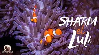 Egitto - La meravigliosa Sharm El Luli e la laguna di El Qul'an