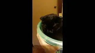 Котофейка в тазике своем любимом целый день бы сидела даже не выгонишь