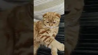 Луняшка -соблазняшка☺