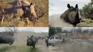 Zoombies 2 [2019] - Rhinoceros Screen Time