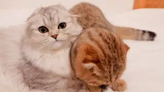 This kitten was so cute, sucking on his sister's paws!