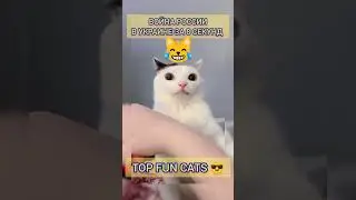 #Война россии в #Украине за 8 секунд - Забавные Видео #Приколы с Котами Fun #Cats Shorts 2023