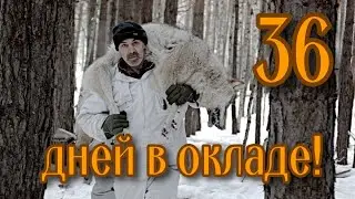 Рекорд! Месяц охотились на четырёх волков в окладе!